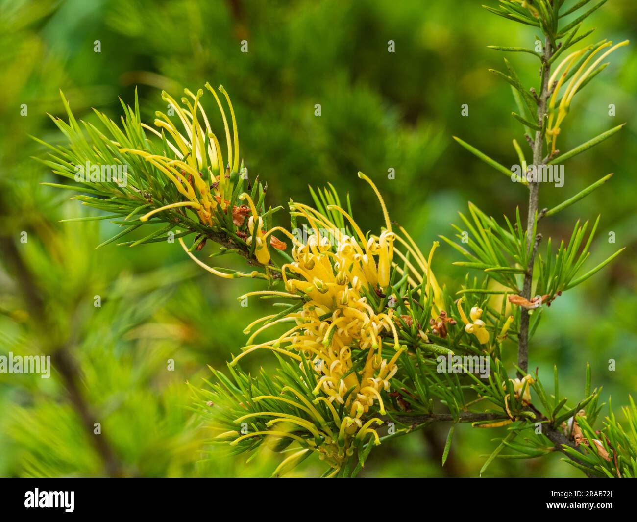 Needle like leaves and spidery yellow flowers of the Australian half hardy shrub, Grevillea juniperina f. sulphurea Stock Photo