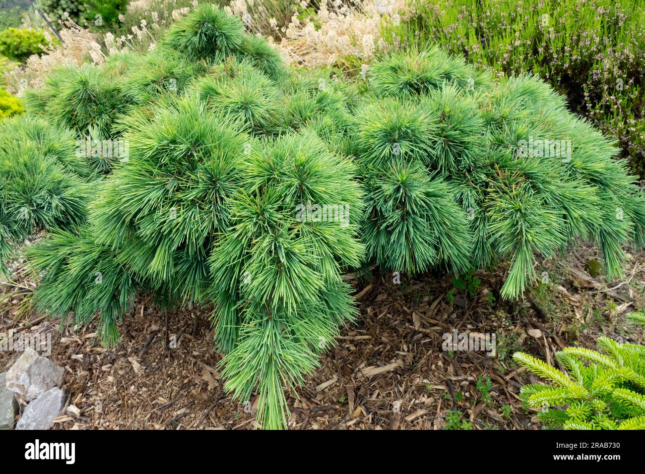 Slow-growing Cedar of Lebanon, Cedrus libani 'Katere', Low, Pendulous, Prostrate, Cultivar, Rockery, Garden attractive medium-long blue-green needles Stock Photo