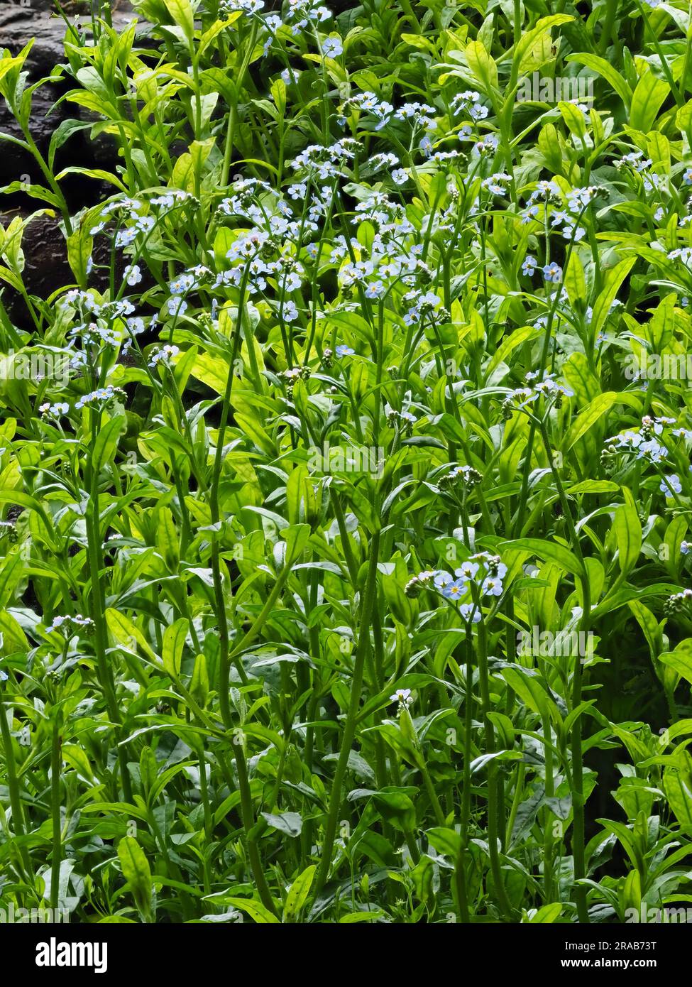 Blue flowers of the summer blooming marginal aquatic hardy perennial, Myosotis scorpiodes, water forget me not Stock Photo