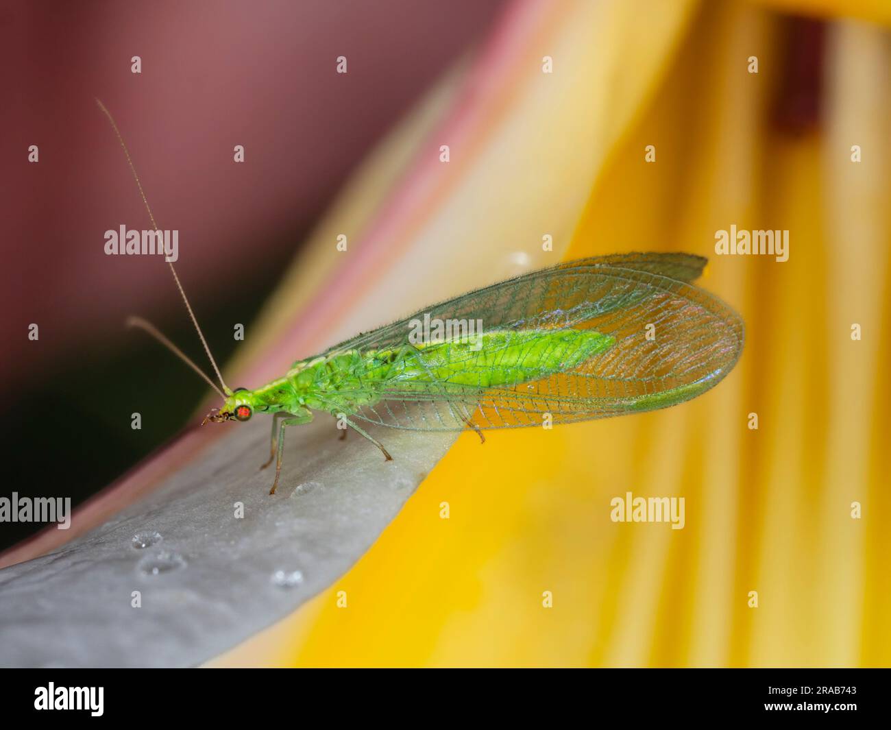 UK green lacewing of the Chrysoperla carnea group, an active aphid predator and biological control Stock Photo