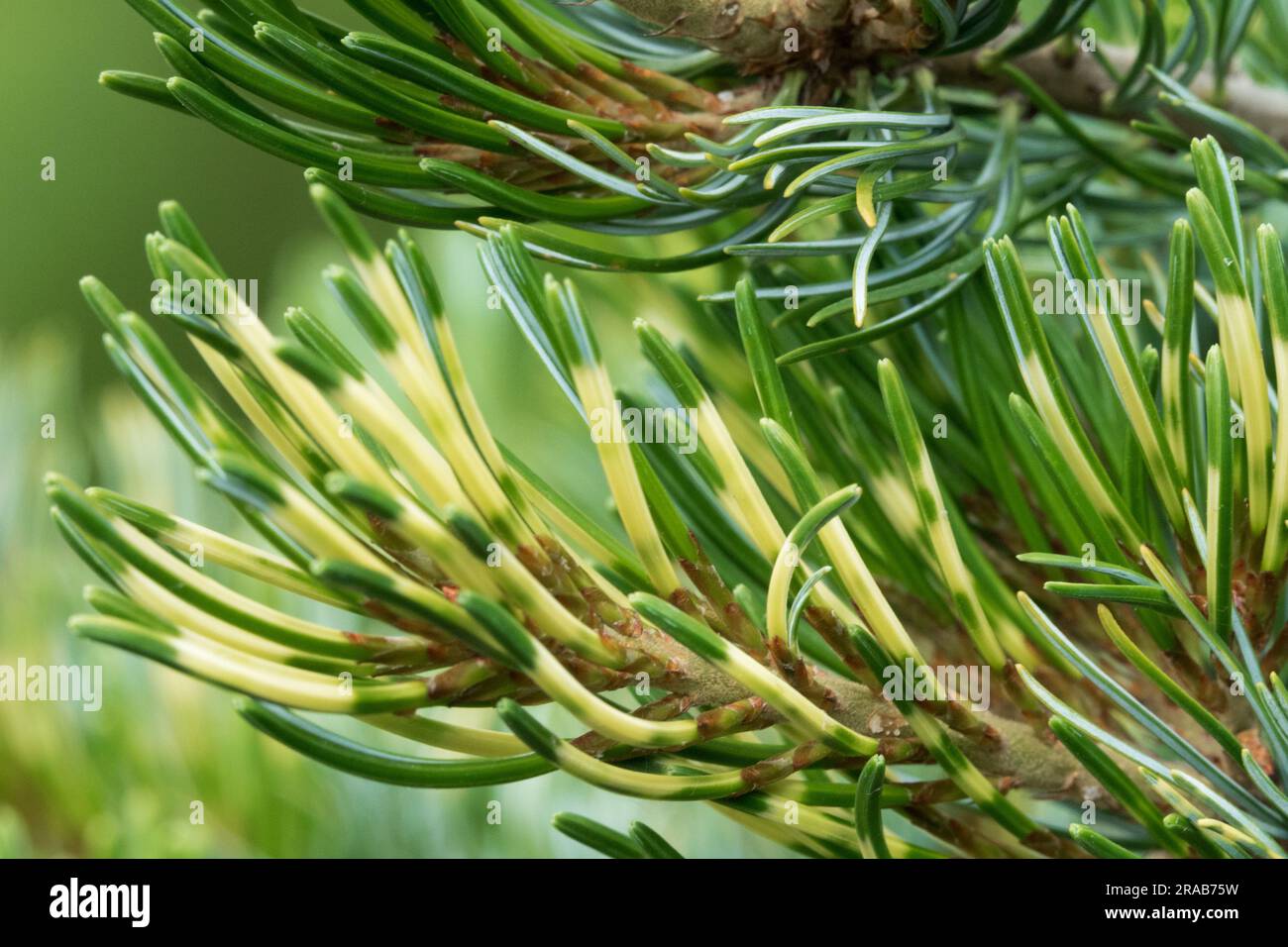 Pinus parviflora, Needles, Closeup, Japanese White Pine Pinus parviflora 'Shikoku' Stock Photo