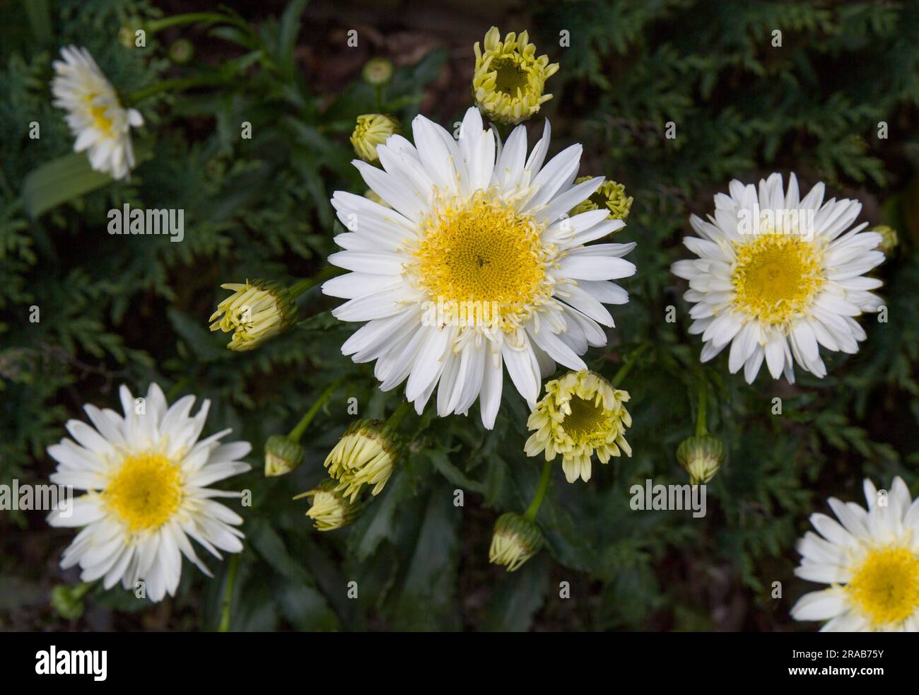 Leucanthemum x superbum Stock Photo