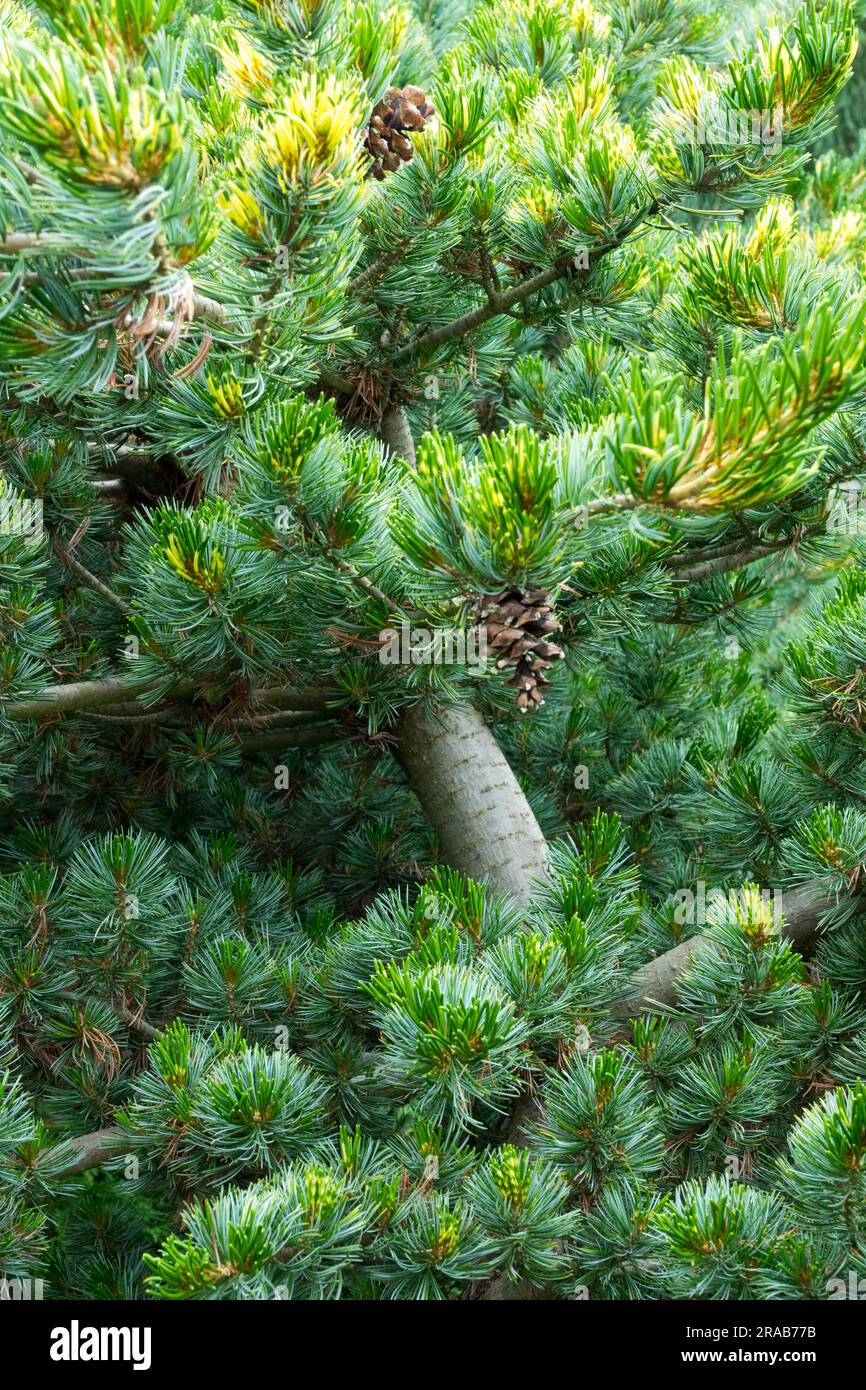 Japanese White Pine, Tree, Pinus parviflora, Coniferous, Pine, Branches, Needles Pinus parviflora 'Shikoku' Pinus foliage Stock Photo