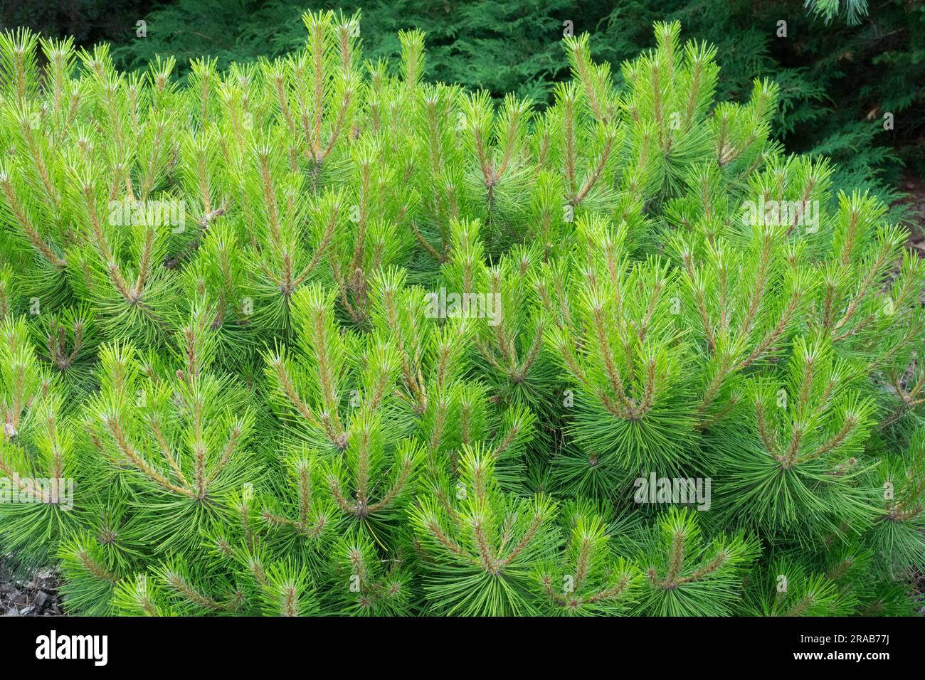 Red Pine, Pinus resinosa "Don Smith", Needles, Branches, Pine, American Red Pine, Cultivar, Pin Rouge, Garden Pinus foliage Stock Photo