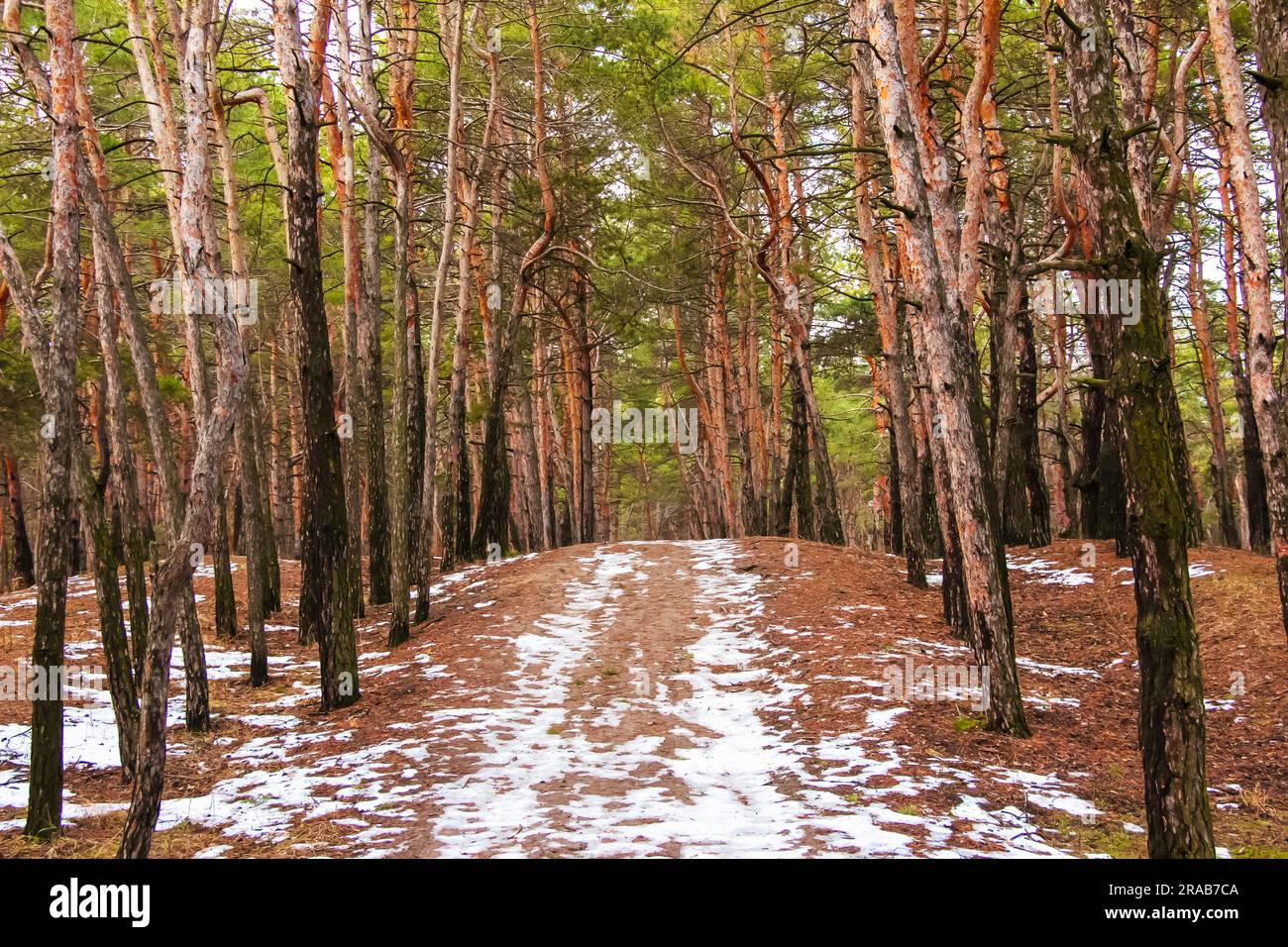 Evergreen pine forest with country road covered with snow in sunny ...