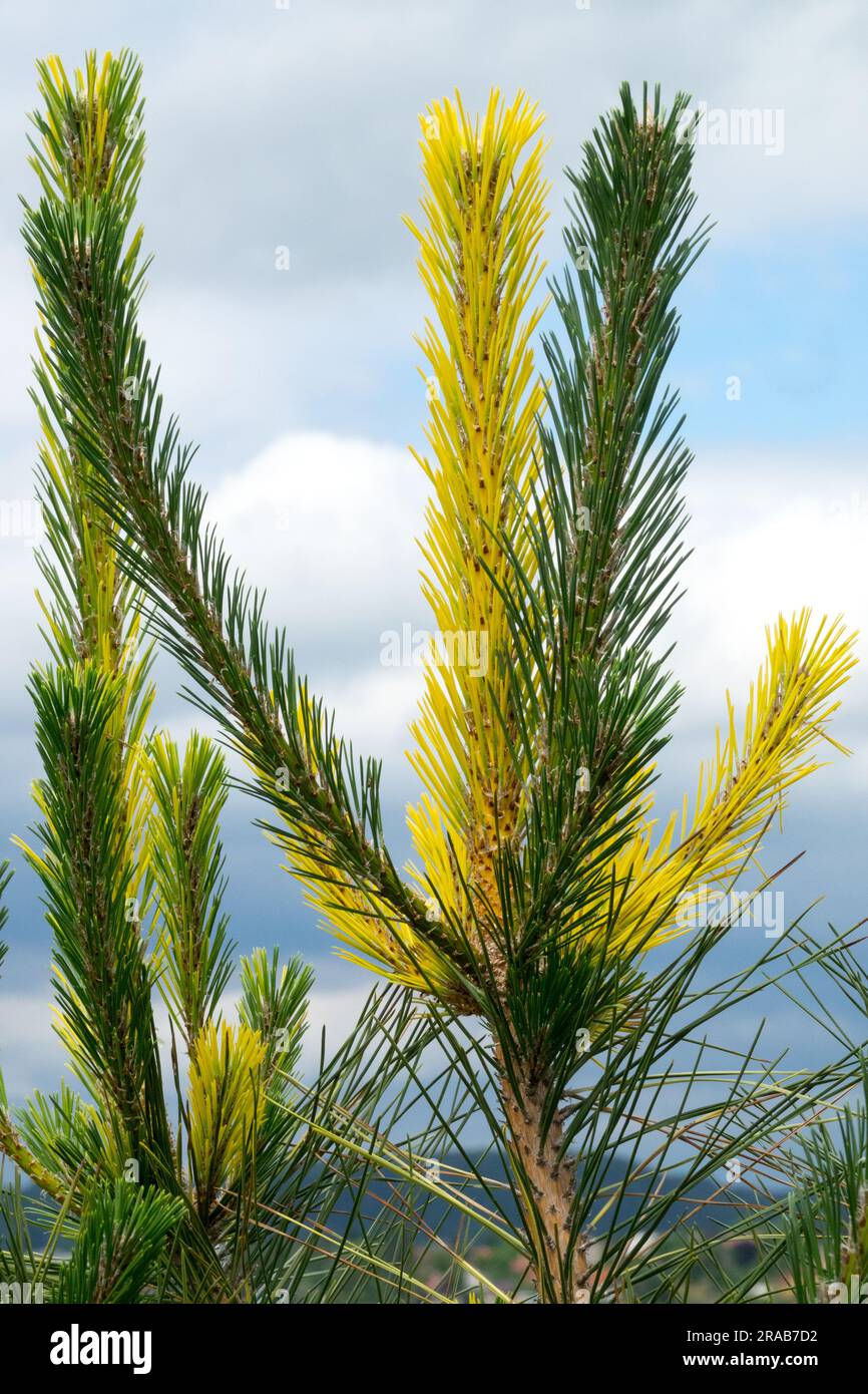 Green, Yellow, Branch, Pine, Pinus thunbergii 'Luteolineata' Bicolour pineneedles Stock Photo