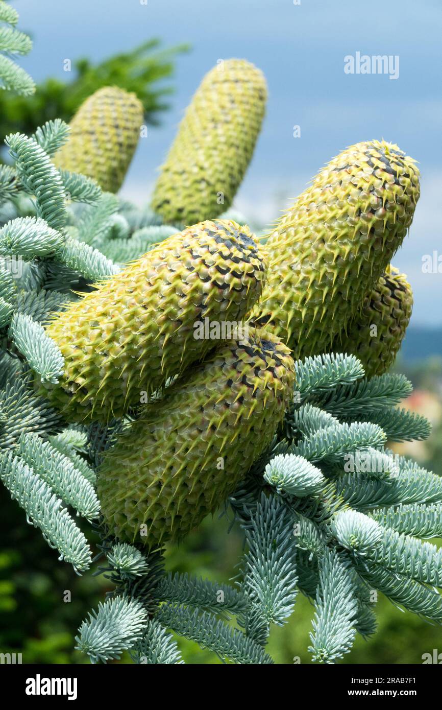 Noble fir cones, Abies procera 'Argentea', Abies cones, Conifer cones, on end of branch Stock Photo