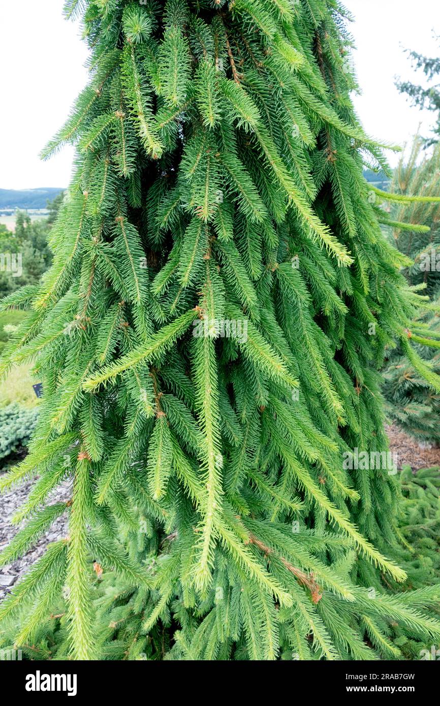 Pendulous, Spruce, Branches, Picea abies "Inversa" Stock Photo