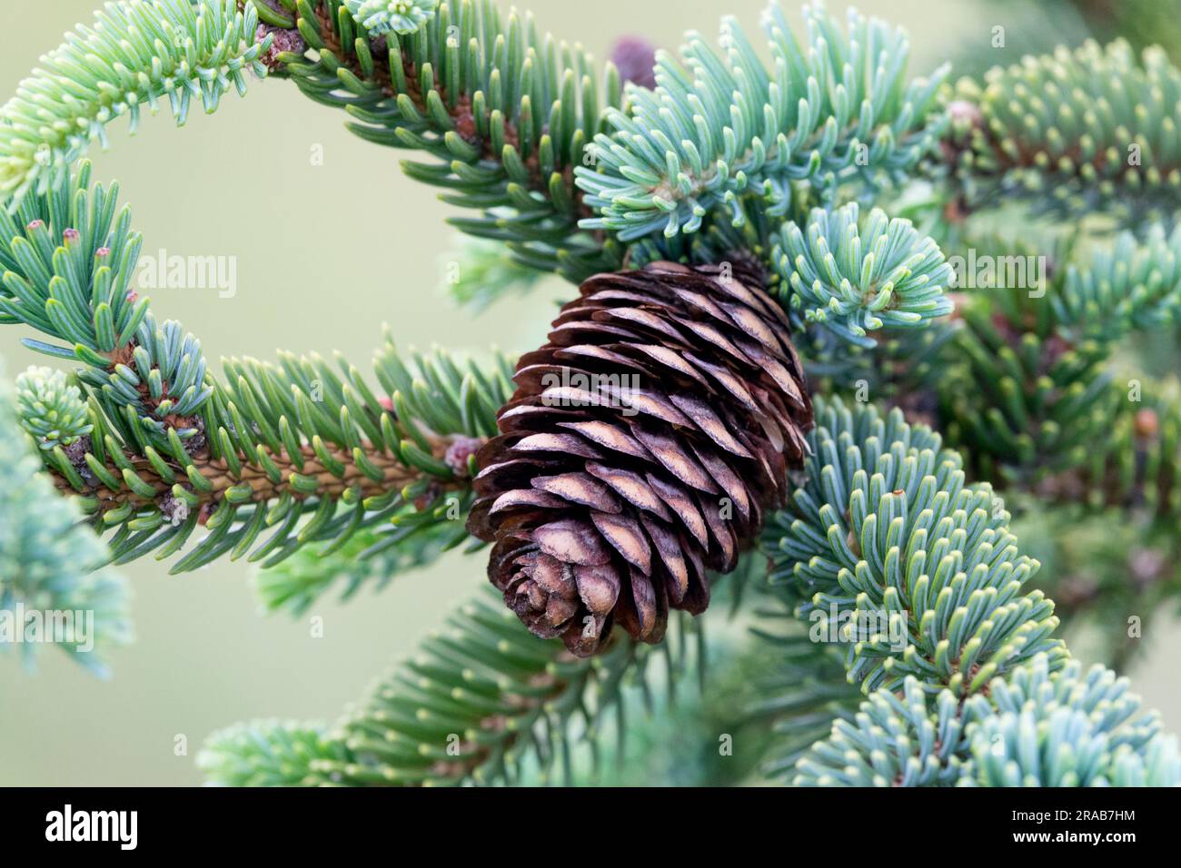 Conifer cone, Spruce koyamai, Close up, Branch, Needles Picea koyamai Stock Photo