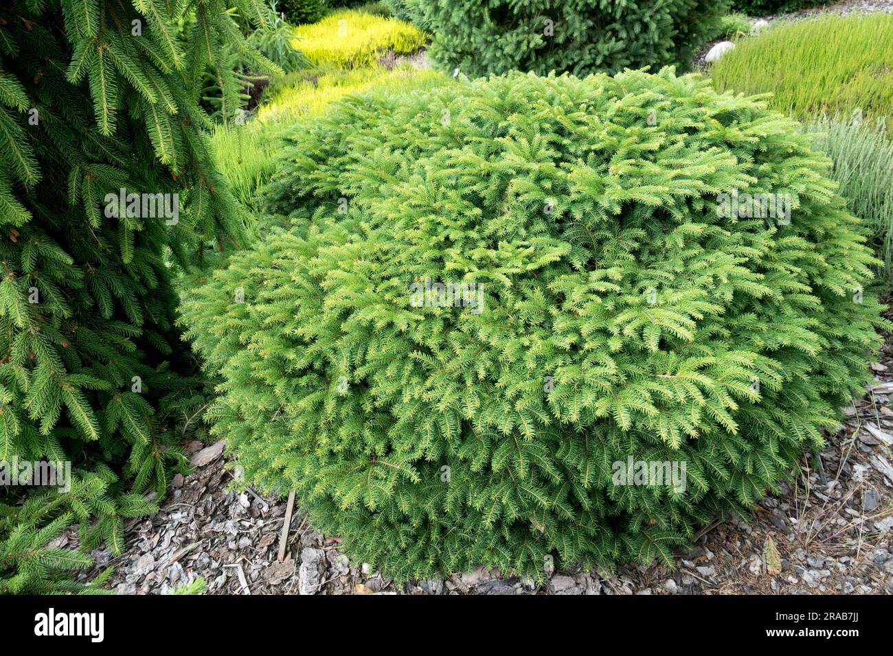 Picea abies 'Nidiformis' dwarf cultivar, growth wide and dense in garden Stock Photo
