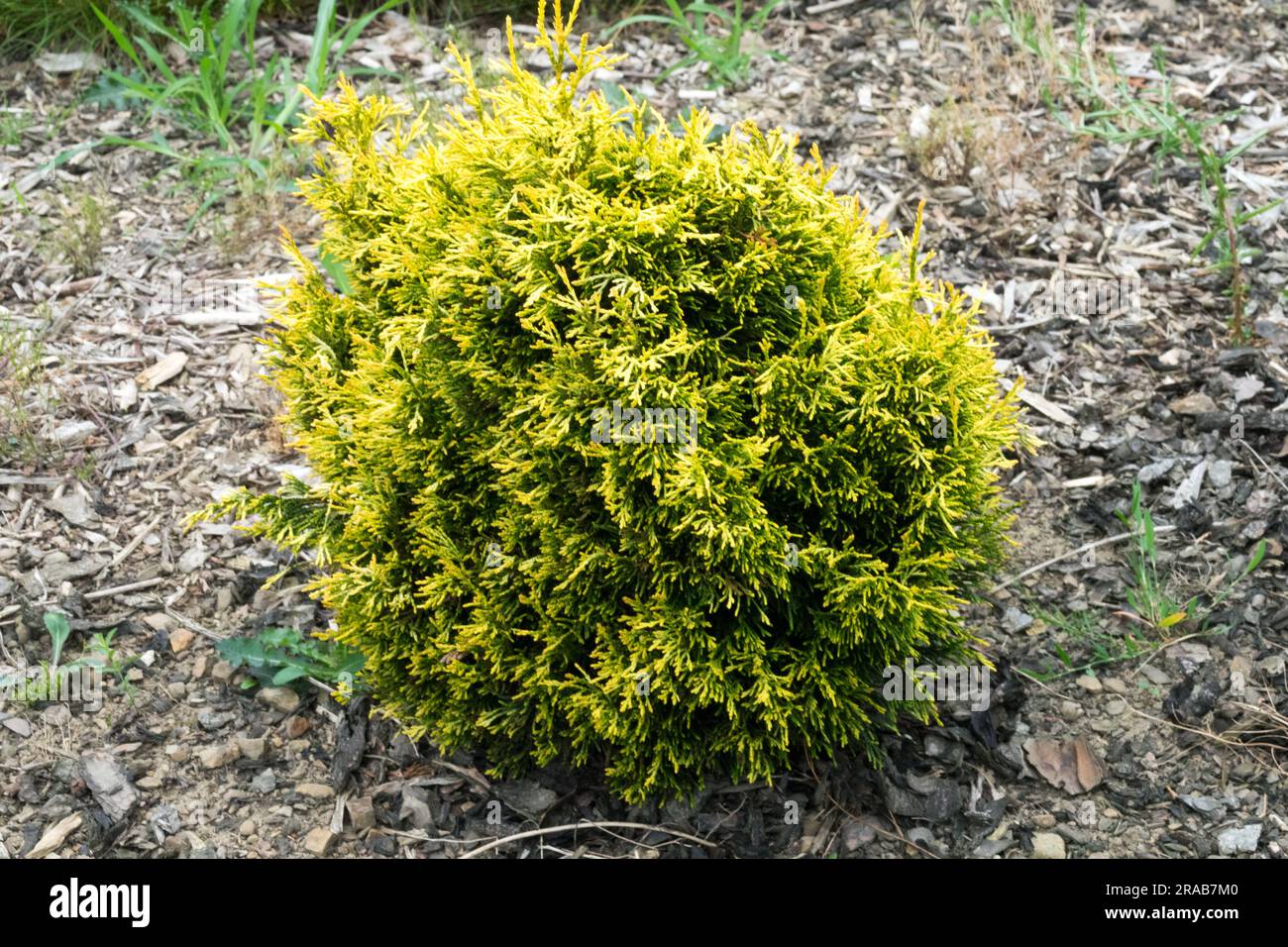 Thuja plicata Garden Dwarf, Thuja plicata 'Cuprea' Stock Photo