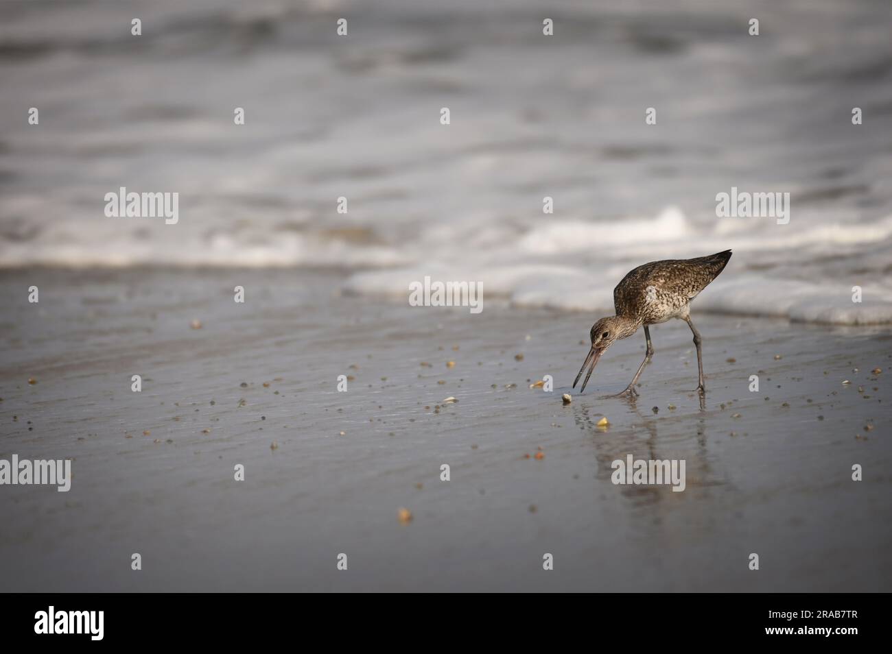 UNITED STATES - June 2023: Ibis spend time catching bugs in the abandoned  village of Portsmouth. Hurricane Dorian, which made landfall on September 6  Stock Photo - Alamy
