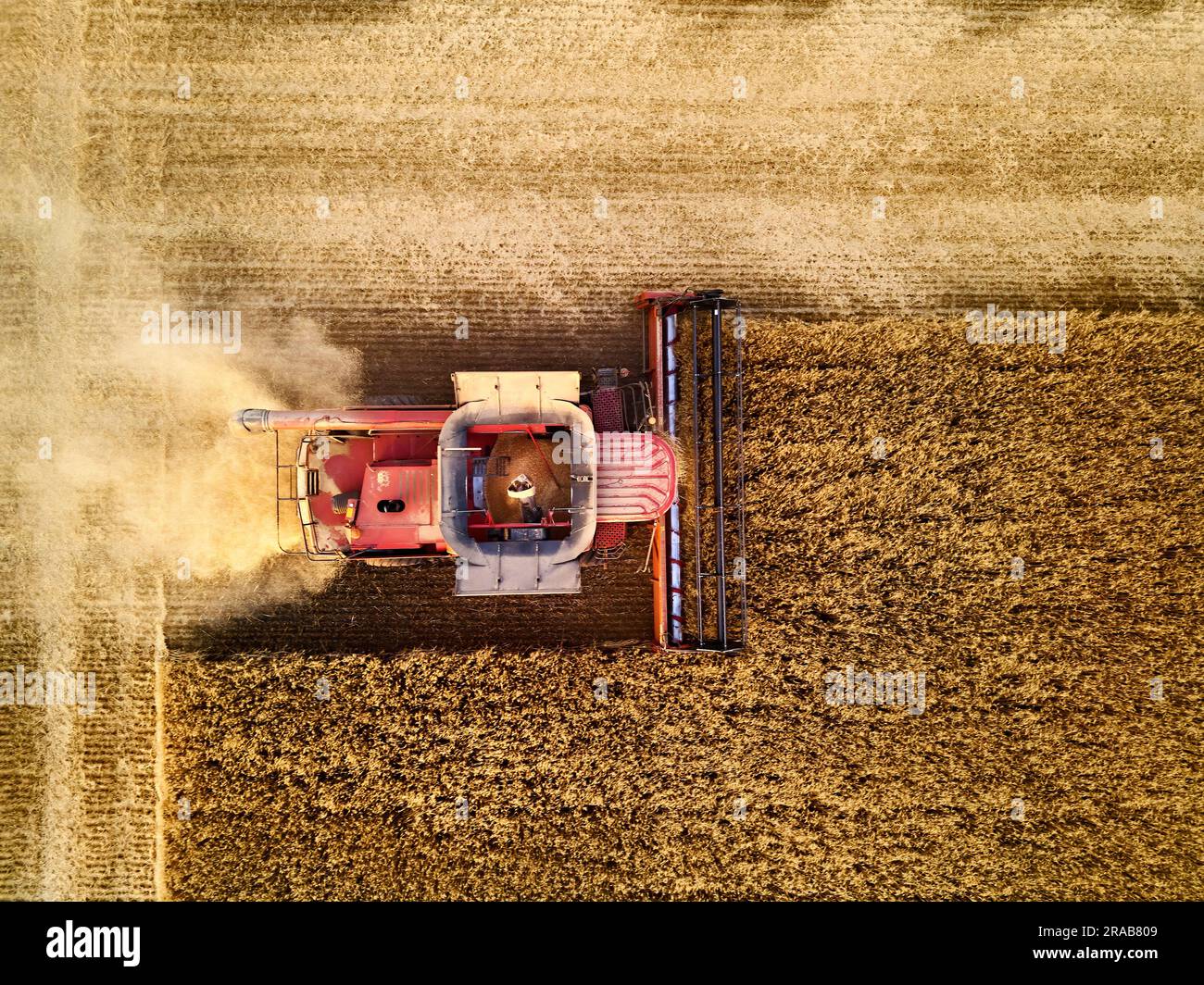Aerial drone photo of red harvester working in wheat field on sunset ...