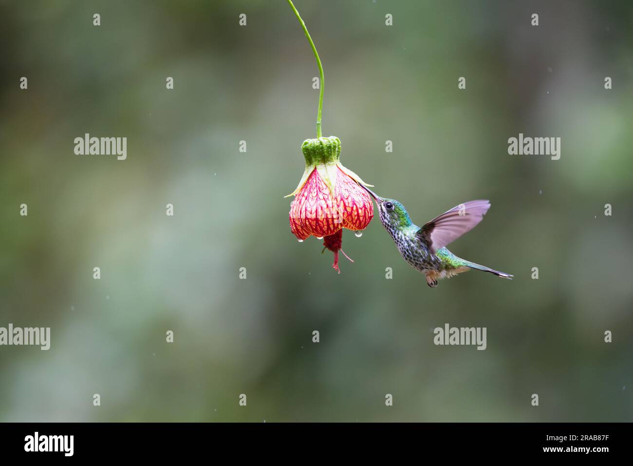 Hummingbird in a rain forest of Ecuador Stock Photo - Alamy