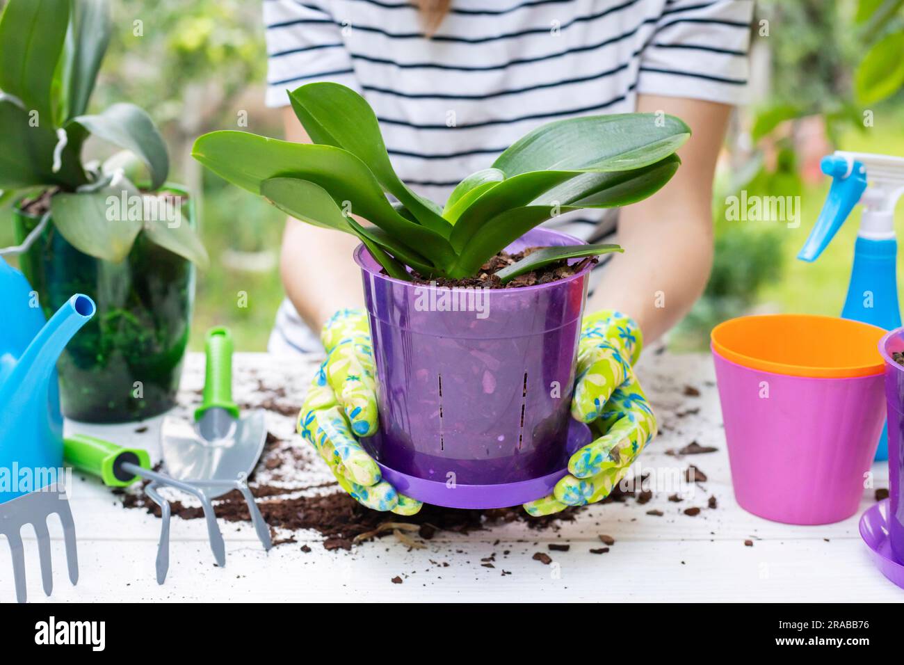 Transplant orchids at home. Planting tools with bark soil, pot and moss.  Orchid transplant process Stock Photo - Alamy