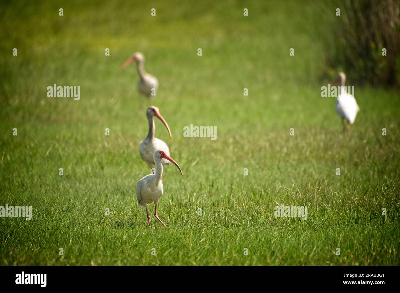 UNITED STATES - June 2023: Ibis spend time catching bugs in the abandoned  village of Portsmouth. Hurricane Dorian, which made landfall on September 6  Stock Photo - Alamy