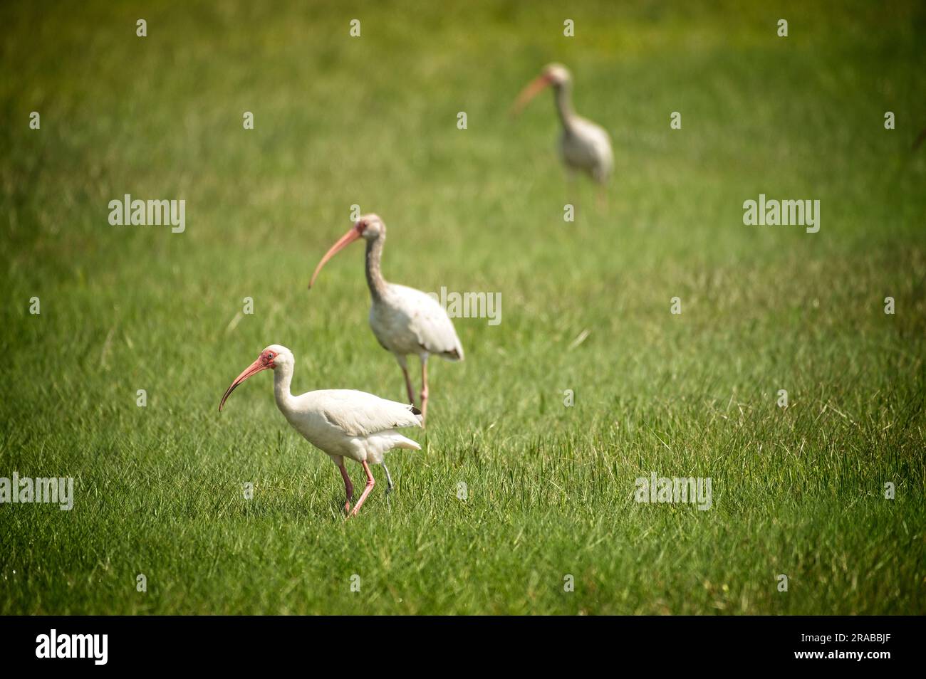 UNITED STATES - June 2023: Ibis spend time catching bugs in the abandoned  village of Portsmouth. Hurricane Dorian, which made landfall on September 6  Stock Photo - Alamy