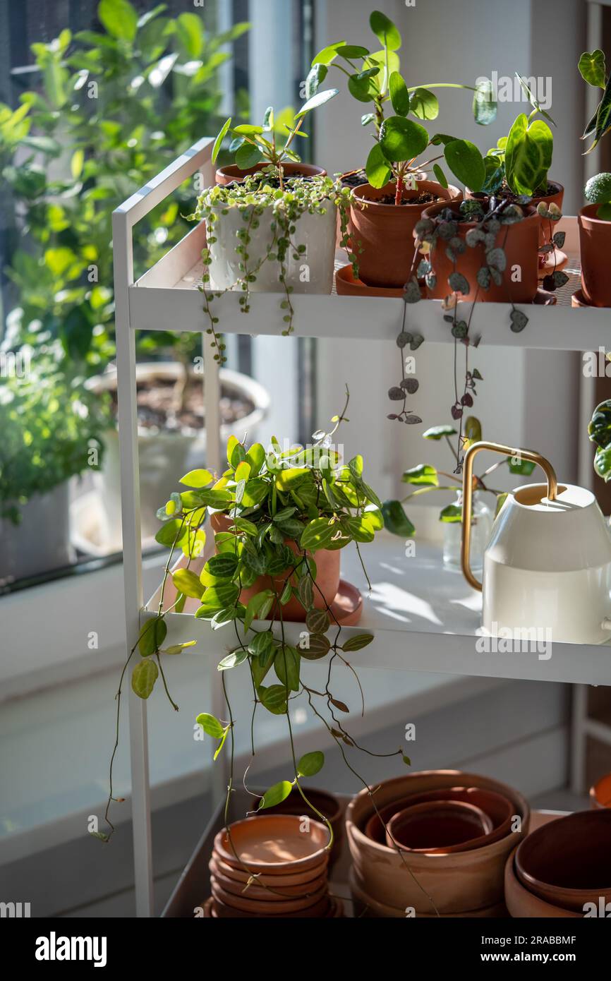 Two Tpots Roon Small sprouts plants in terracotta pots on cart at home. Indoor ...