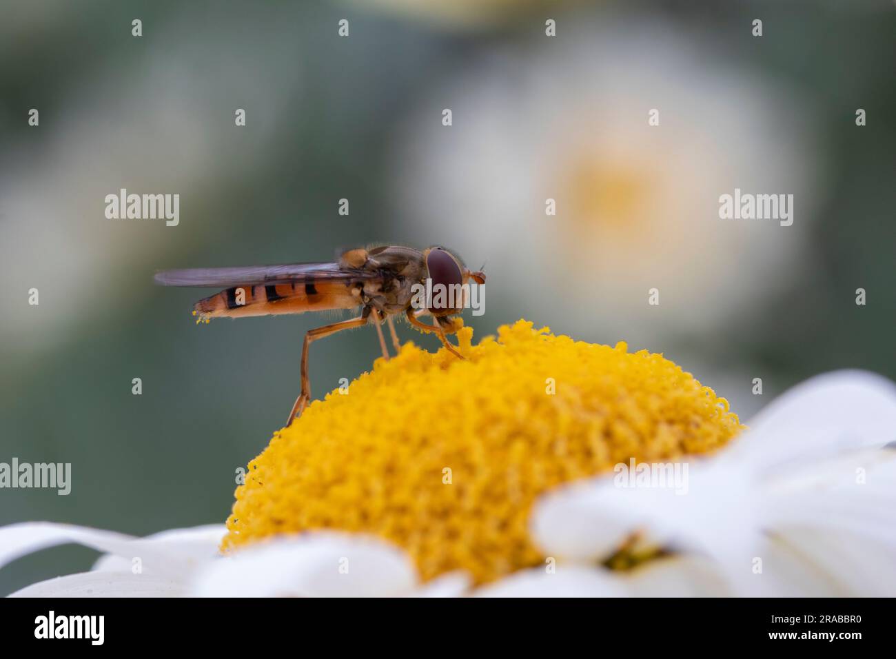 Closeup image of a Hoverfly on Anthemis tinctoria ‘E.C.Buxton’ Stock Photo