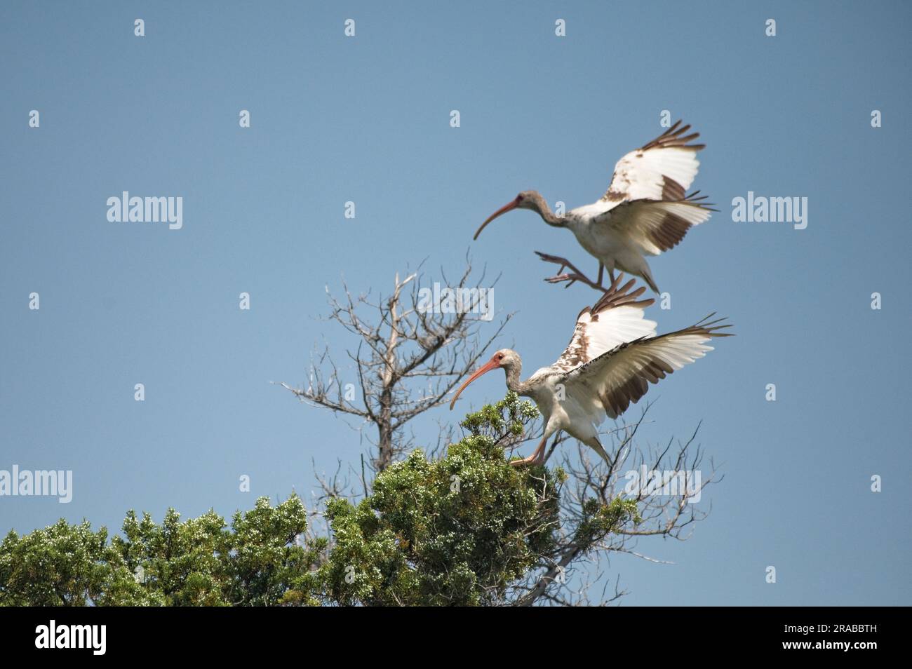 UNITED STATES - June 2023: Ibis spend time catching bugs in the abandoned  village of Portsmouth. Hurricane Dorian, which made landfall on September 6  Stock Photo - Alamy