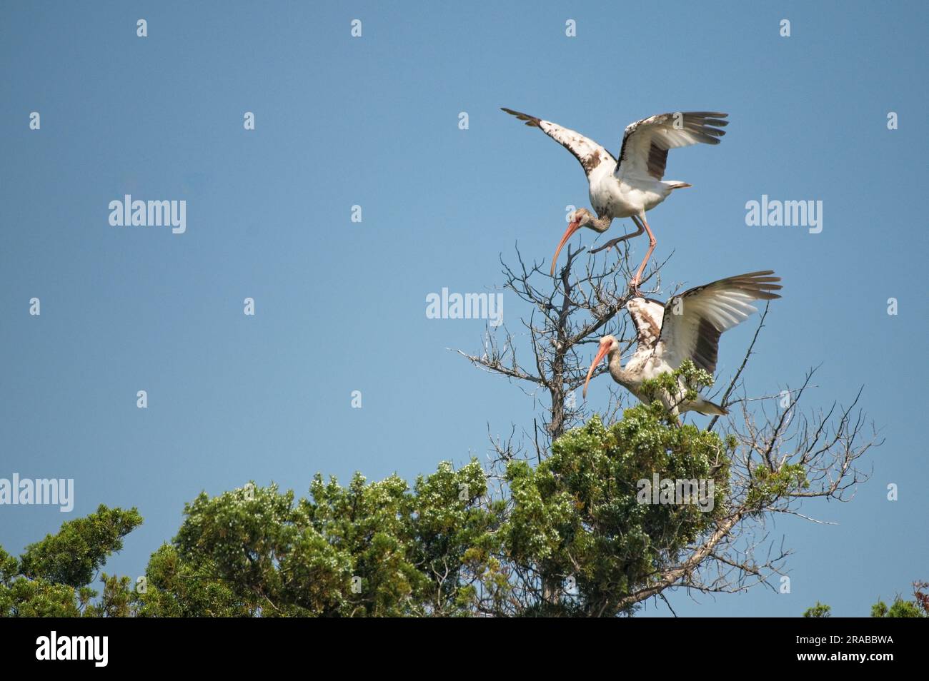 UNITED STATES - June 2023: Ibis spend time catching bugs in the abandoned  village of Portsmouth. Hurricane Dorian, which made landfall on September 6  Stock Photo - Alamy