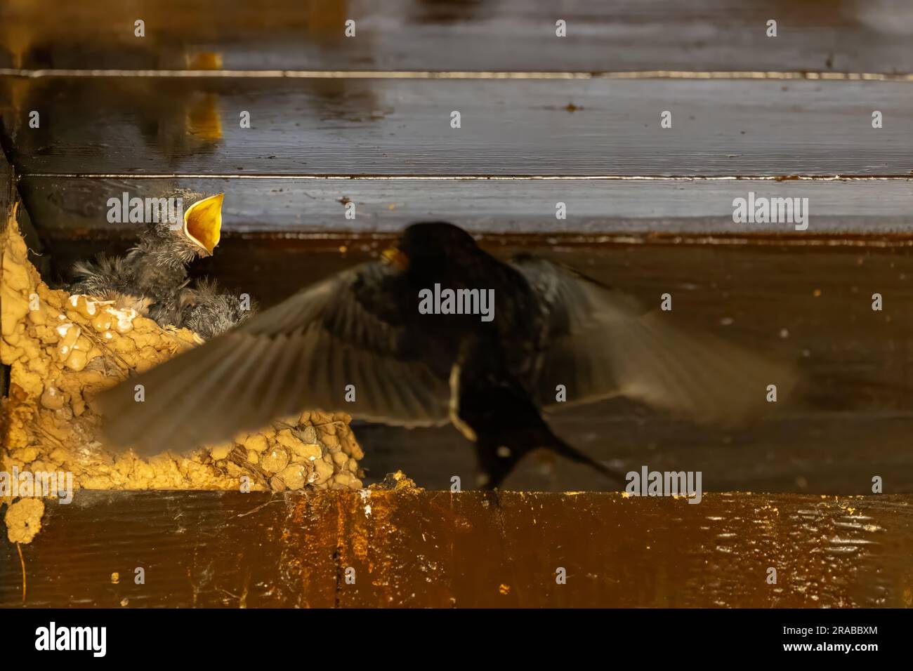 swallow flying to its nest Stock Photo Alamy
