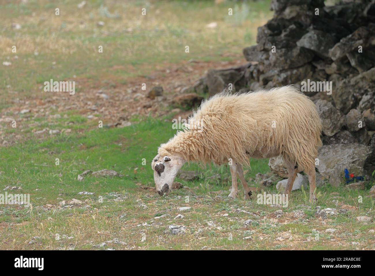 close up of a grazing sheep Stock Photo