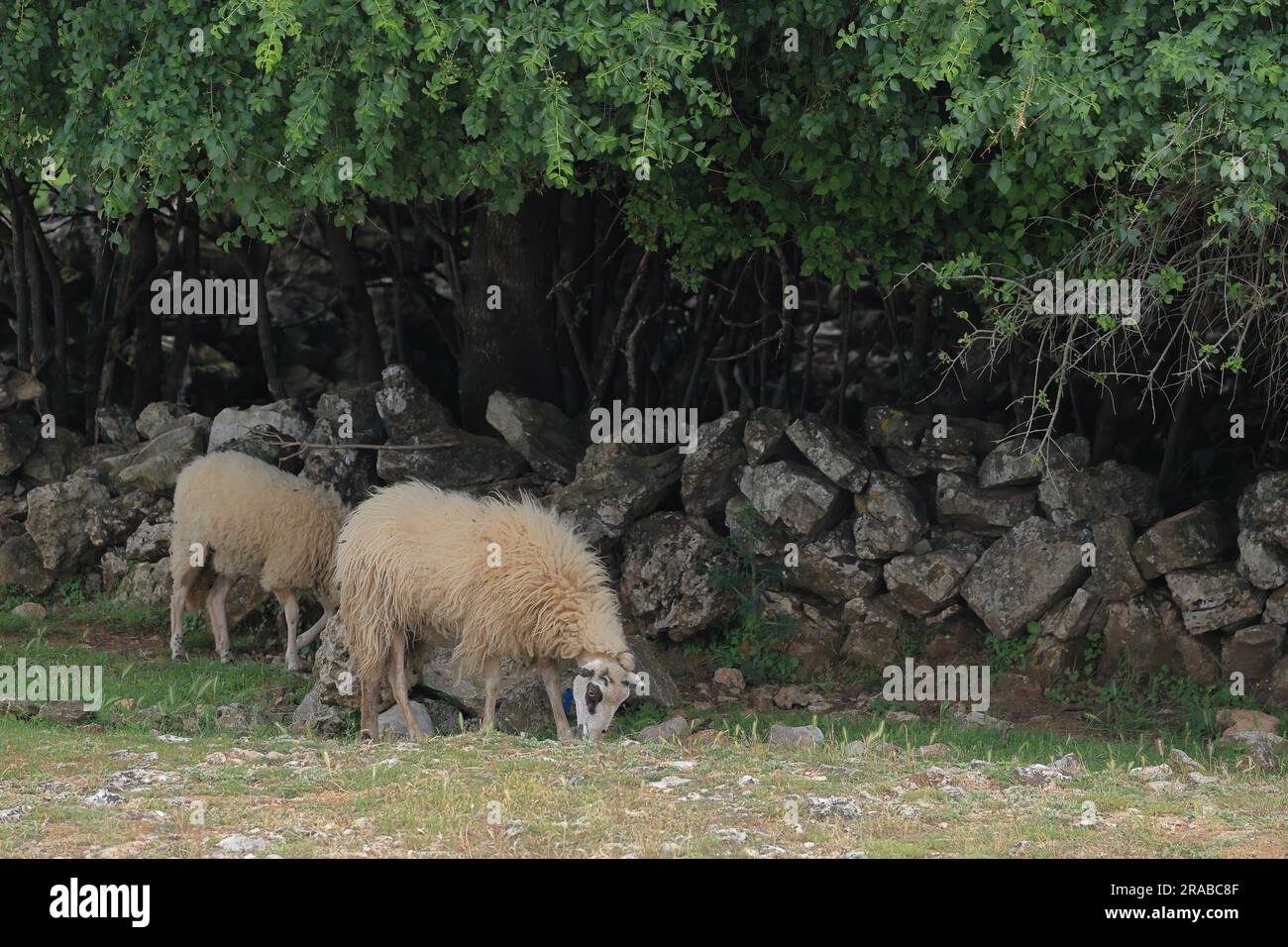 close up of a grazing sheep Stock Photo