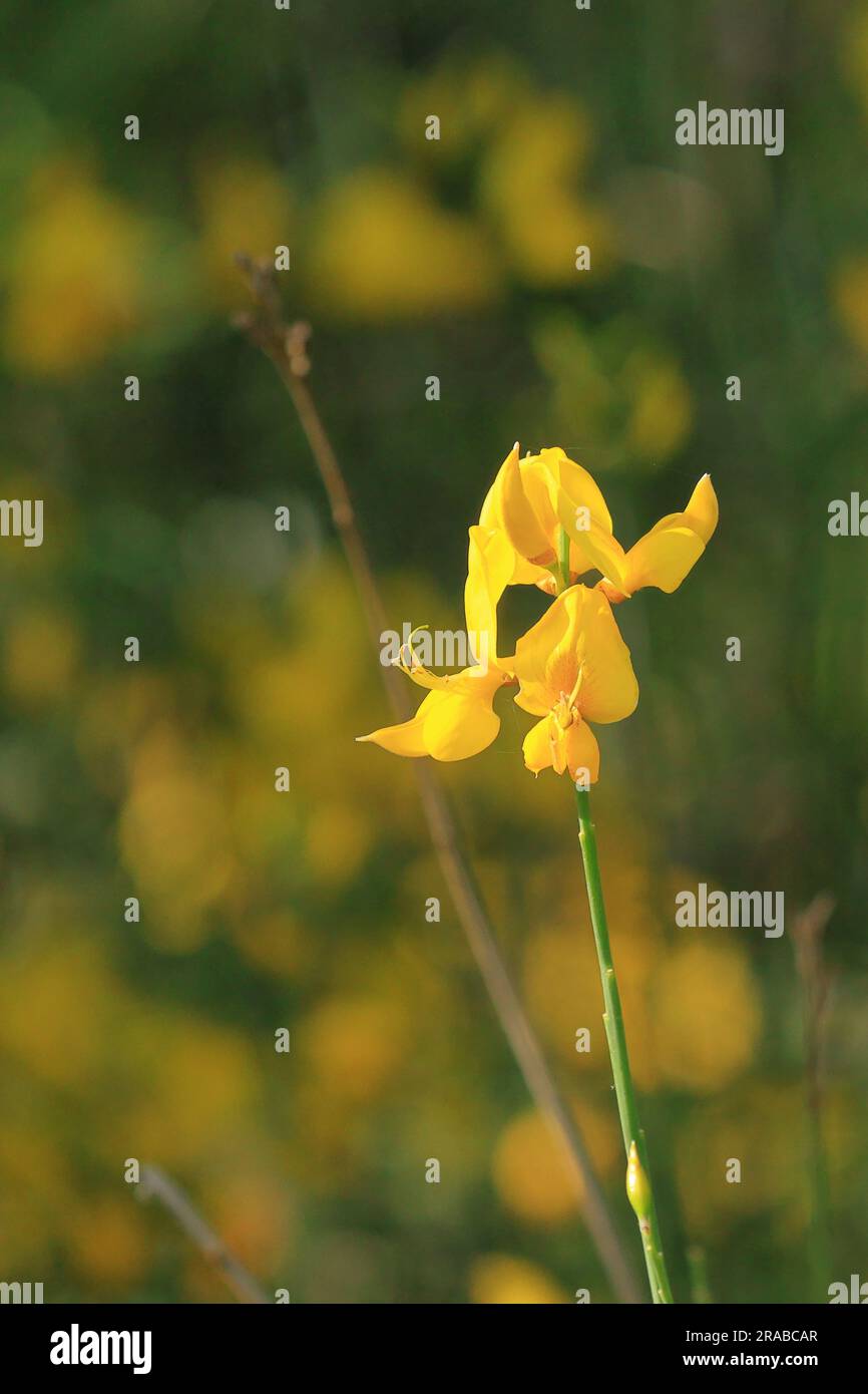 close up of a yellow blooming broom Stock Photo