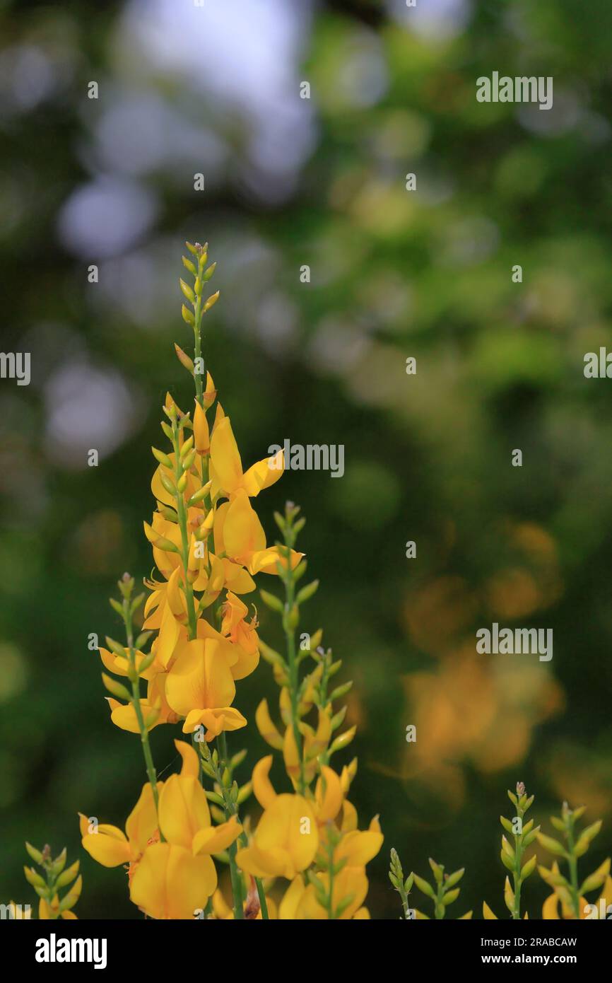close up of a yellow blooming broom Stock Photo