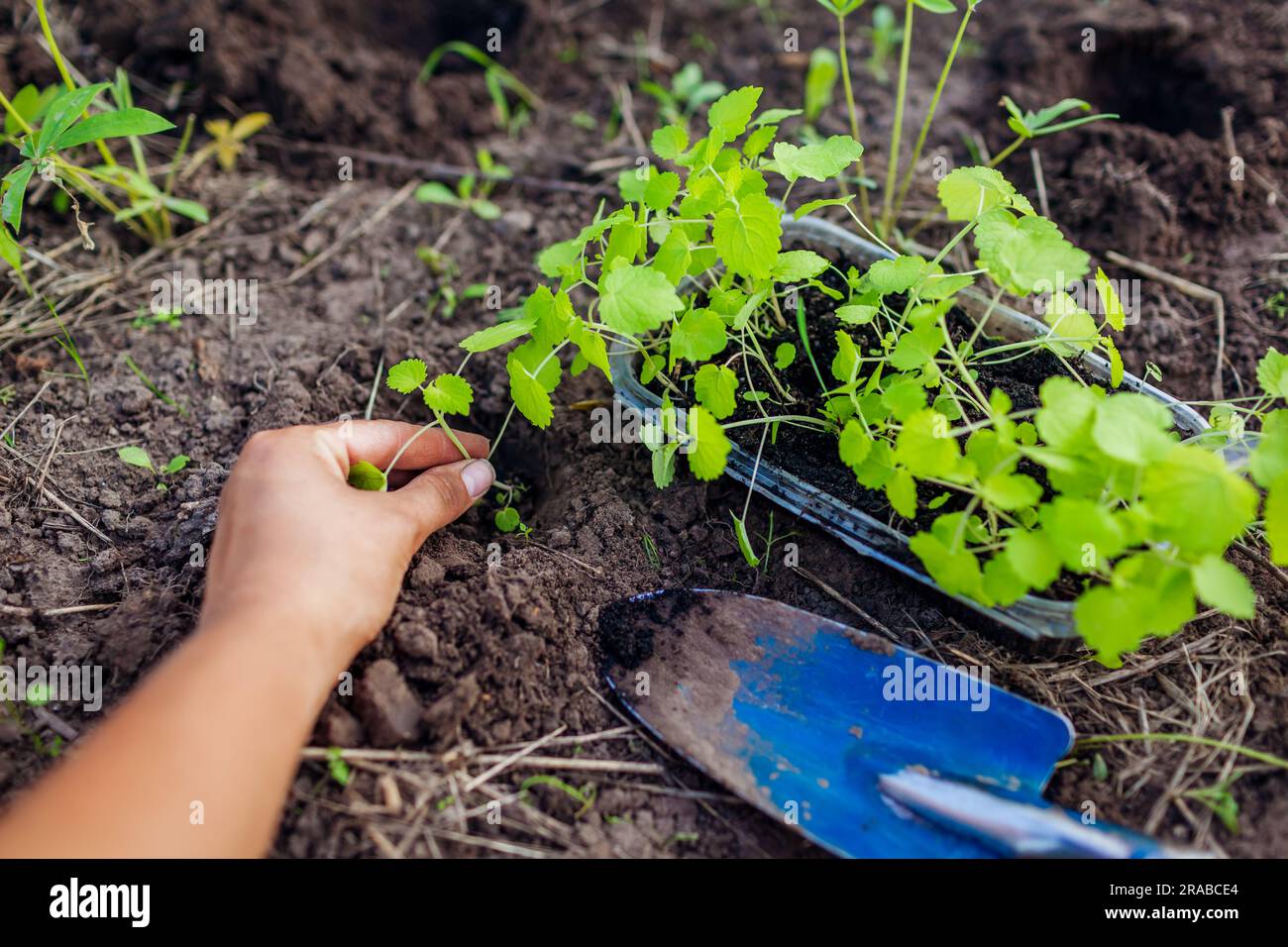 Transplanting foxglove seedlings into soil in summer garden using