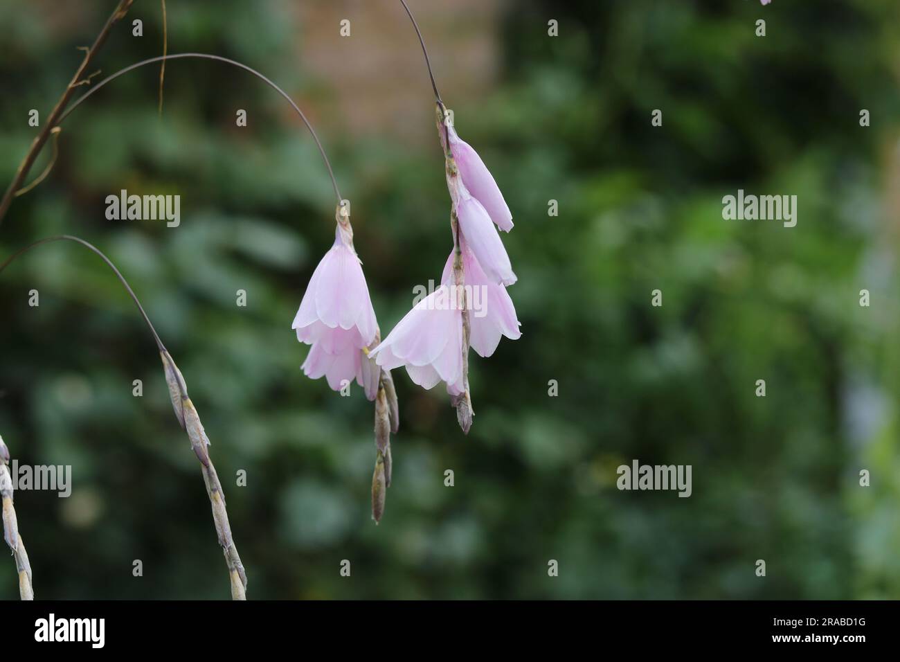 Angel's fishing rod flowers or dierama plant in walled garden Stock Photo