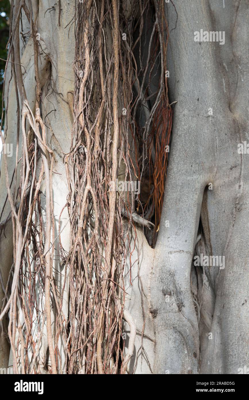 A close-up look at various roots of a Hawaiian Banyan tee in a Honolulu Park. Stock Photo