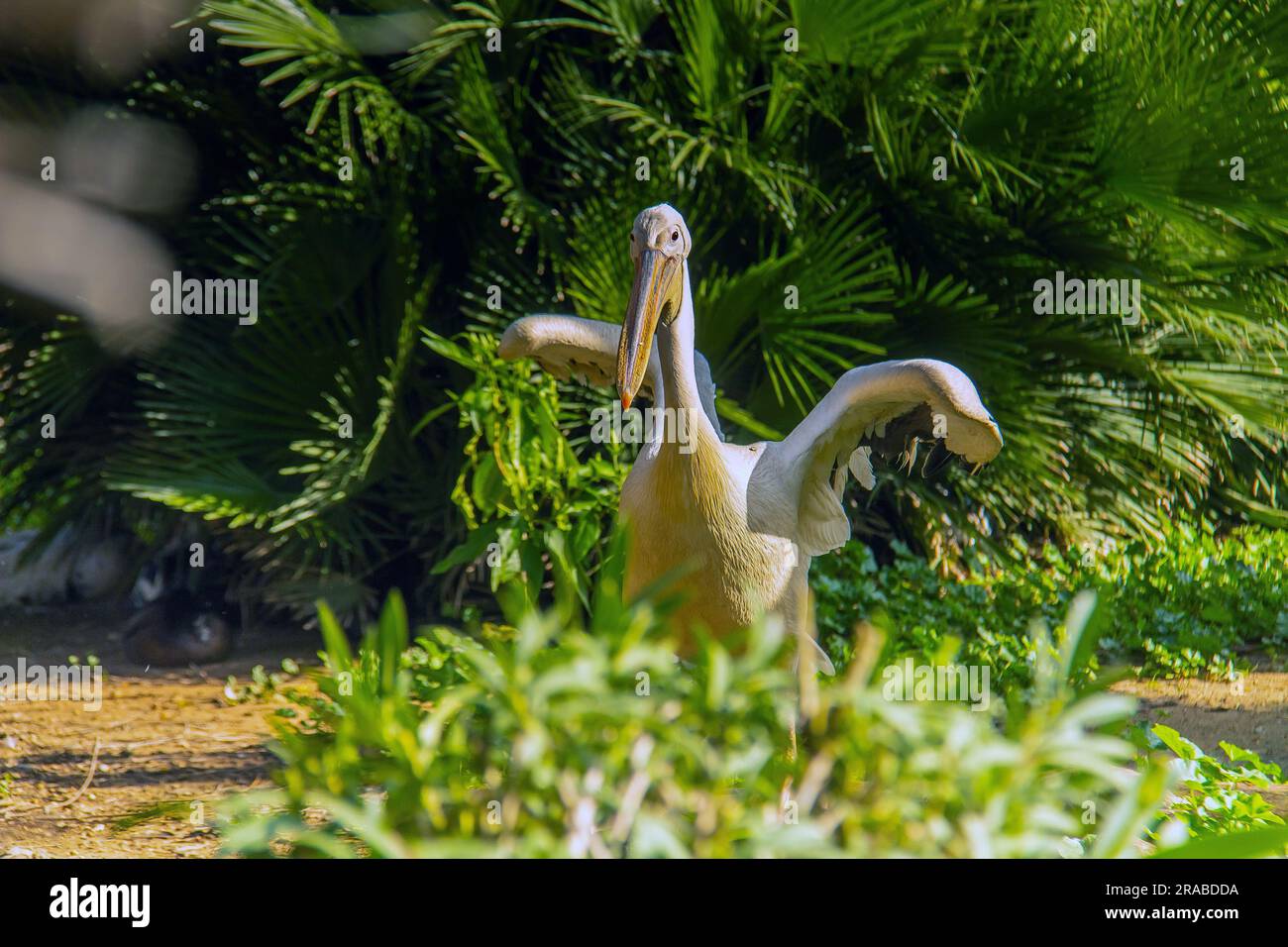 Great White Pelicans in their Natural Habitat Stock Photo - Alamy