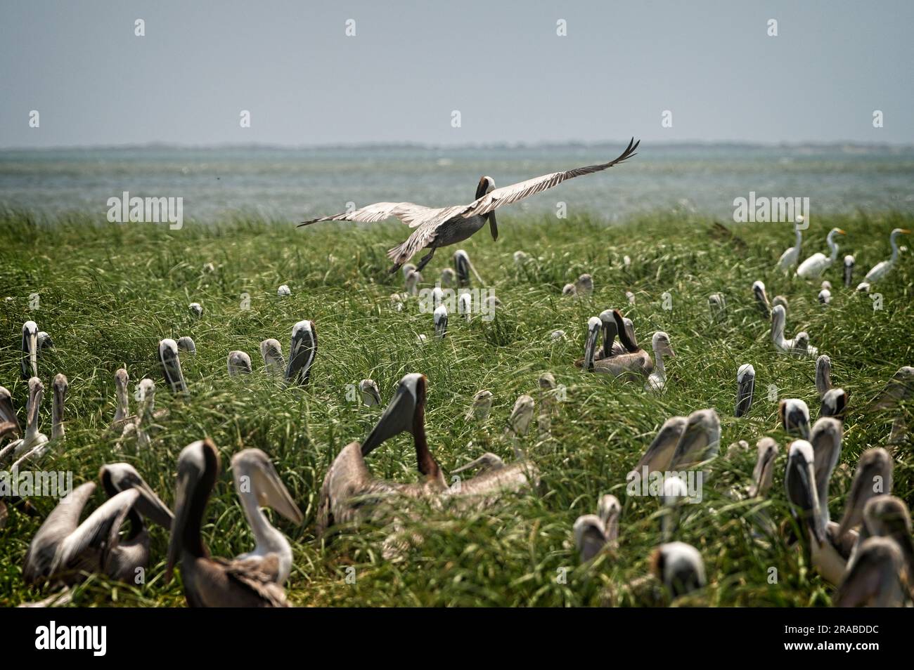 UNITED STATES - June 2023: Beacon Island, a small marshy island near ...
