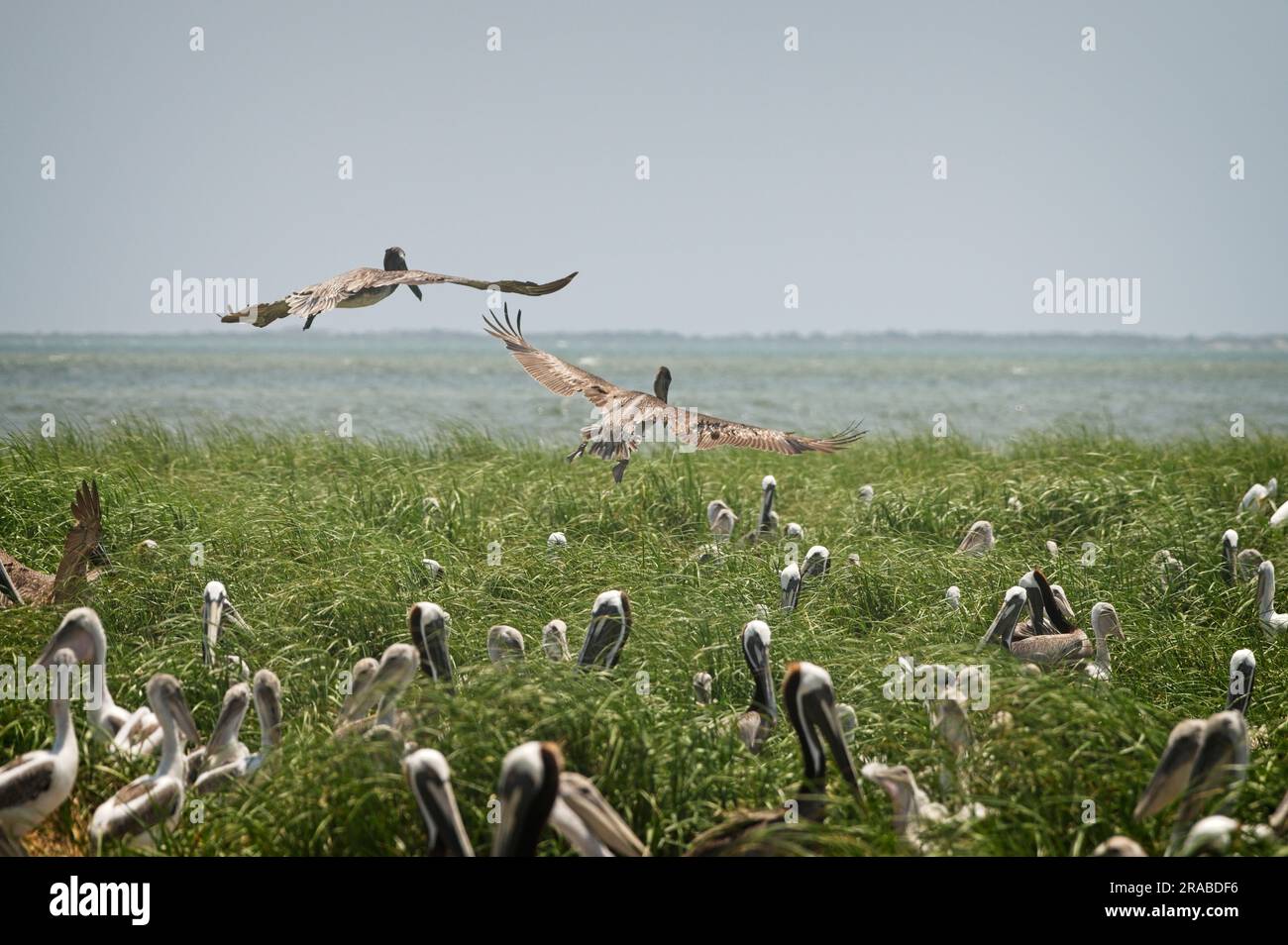 UNITED STATES - June 2023: Beacon Island, a small marshy island near ...