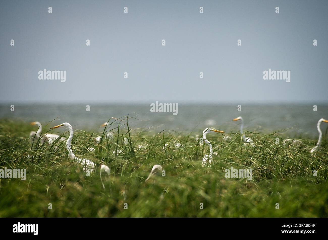 UNITED STATES - June 2023: Beacon Island, a small marshy island near ...