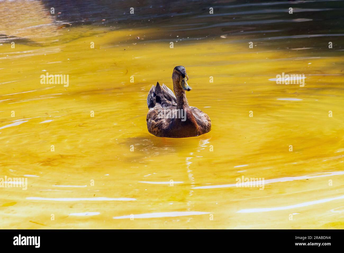 Rouen Duck, a Water-loving Breed Stock Photo