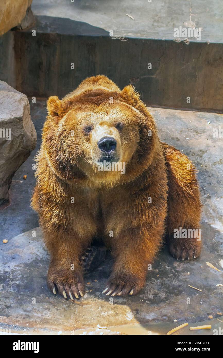Grizzly Bear in the Zoo Stock Photo Alamy