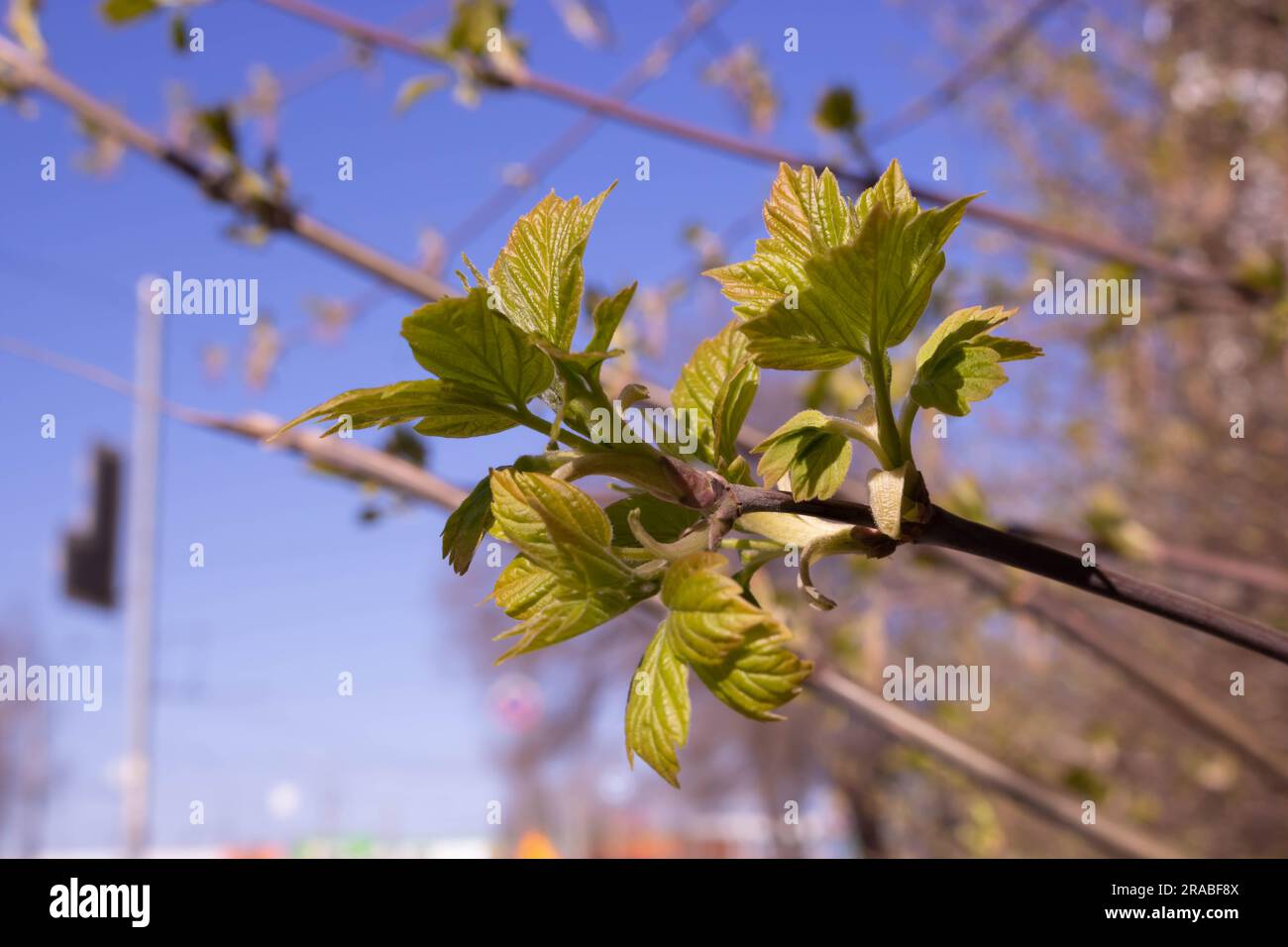 The first spring leaves against the blue sky Stock Photo