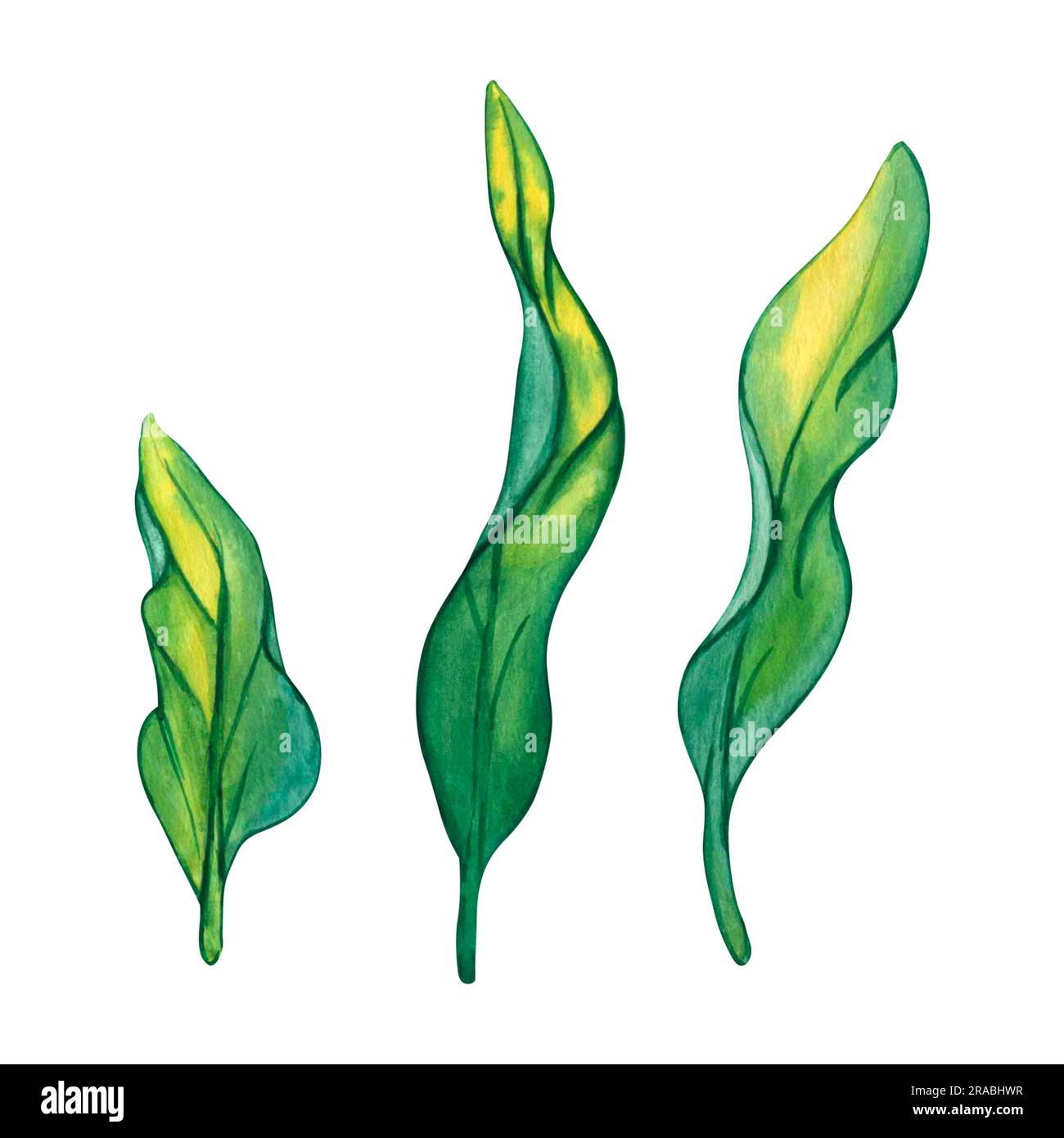Watercolor green seaweed. Sea plant isolated on white background. Hand painted botanical ...