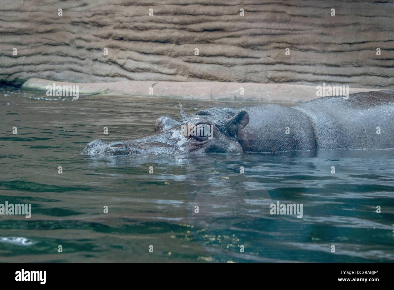 A joyful hippopotamus enjoys a swim in the pool, creating playful splashes and spreading smiles among onlookers. Stock Photo