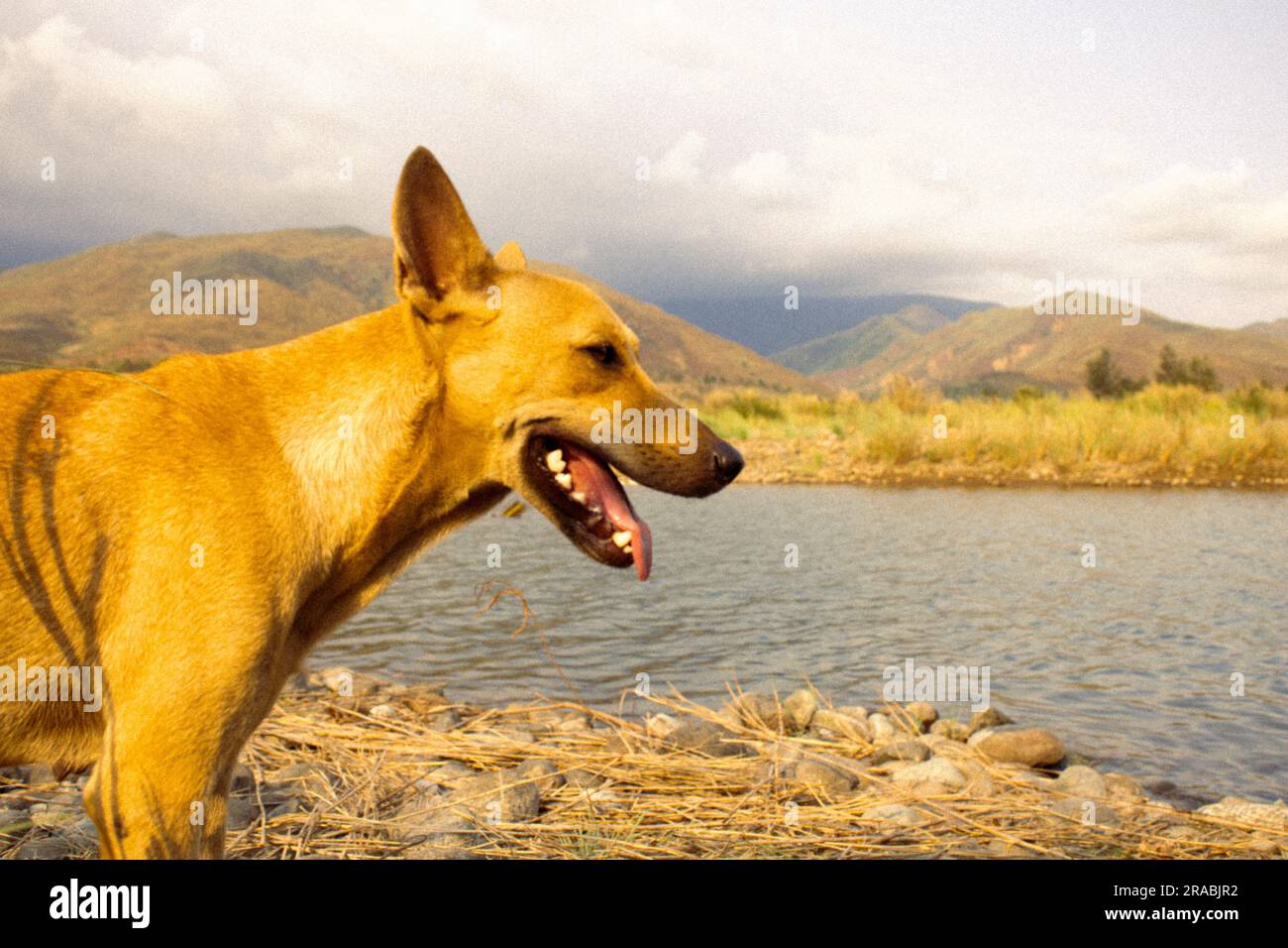 A dog walking on the riverbank in Iba, Zambales, Philippines Stock Photo