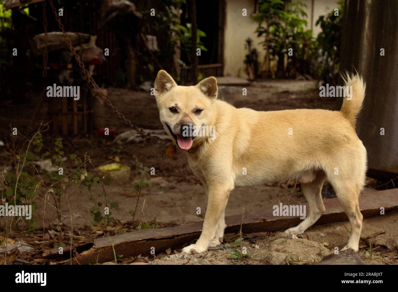 A dog in Iba, Zambales, Philippines Stock Photo
