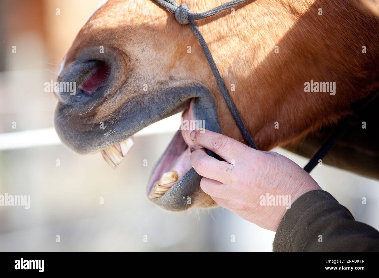 Horse Dentist at work on horses teeth Stock Photo Alamy