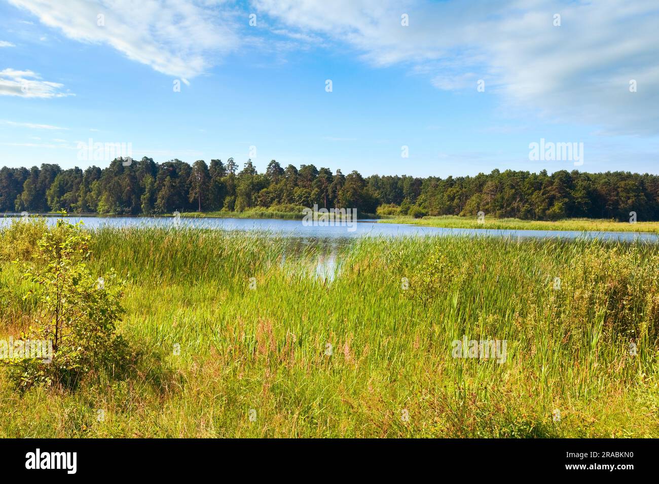 Summer rushy lake view with small grove on opposite shore Stock Photo