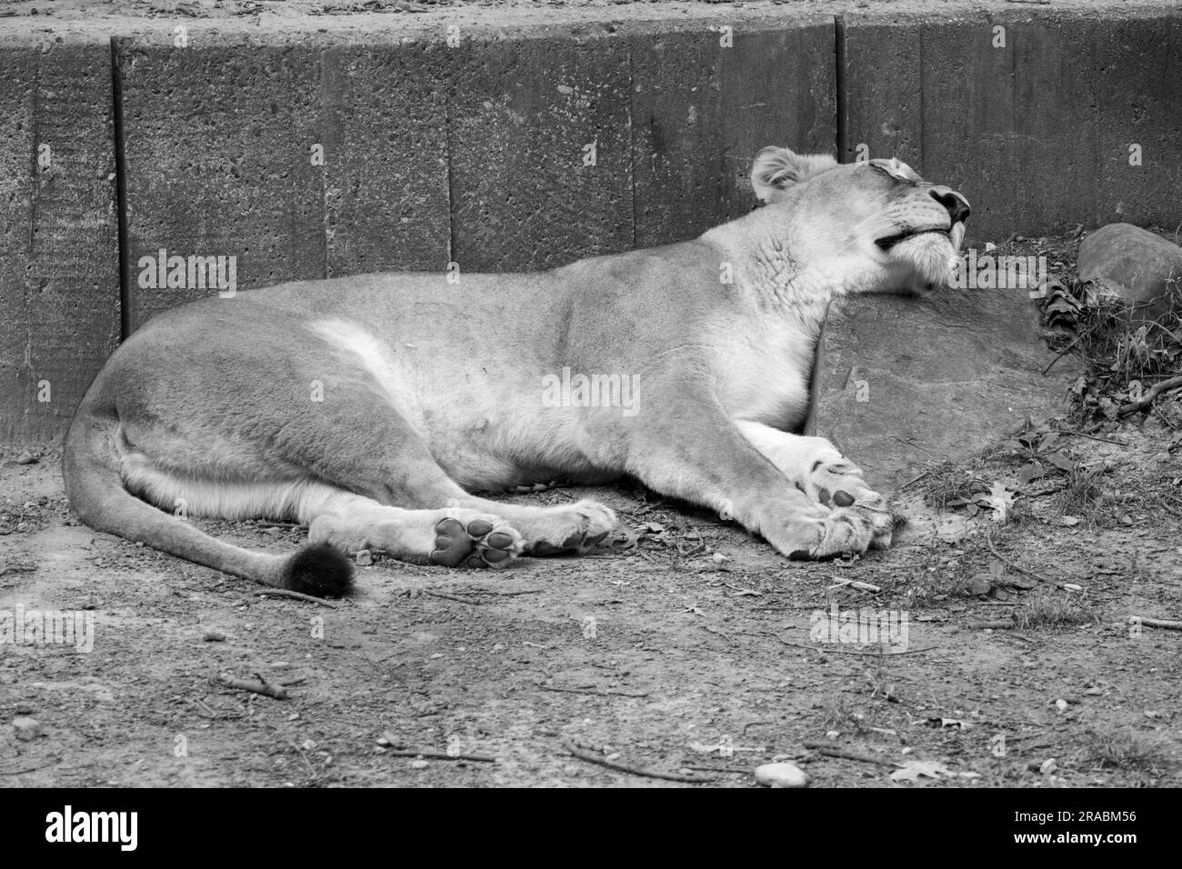 Female african lion lioness Black and White Stock Photos & Images - Alamy