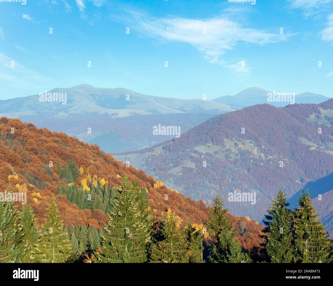 Autumn misty mountain landscape with colorful trees on slope and fir ...