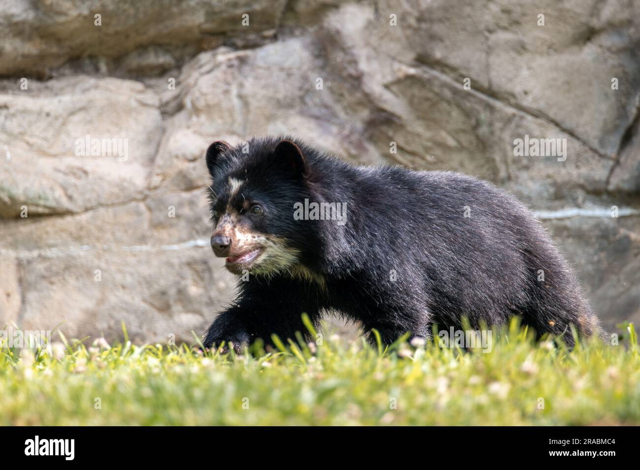An Andean Cub Bear Walking in the Grass Stock Photo
