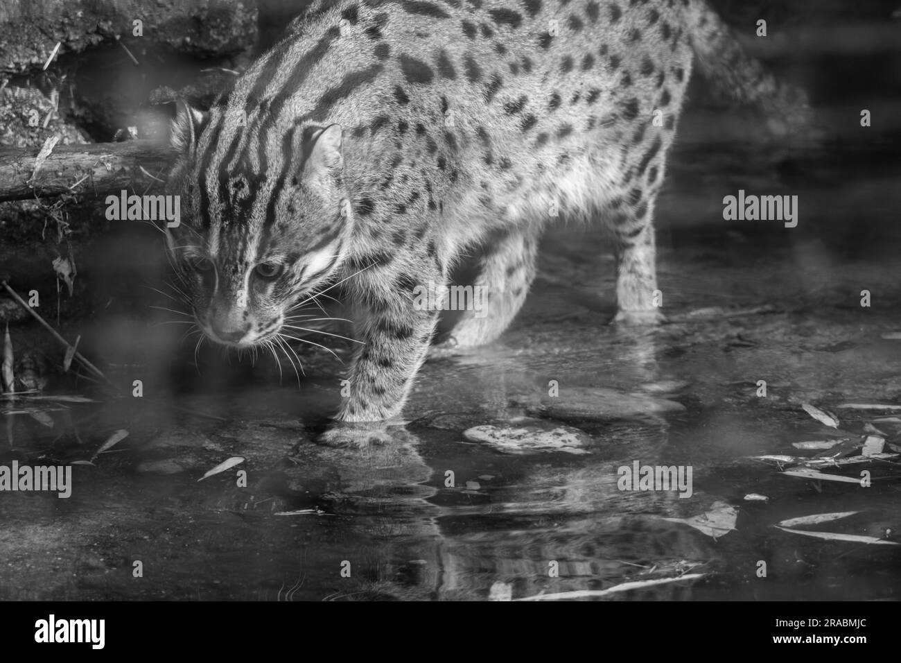 Cat fishing boat Black and White Stock Photos & Images Alamy